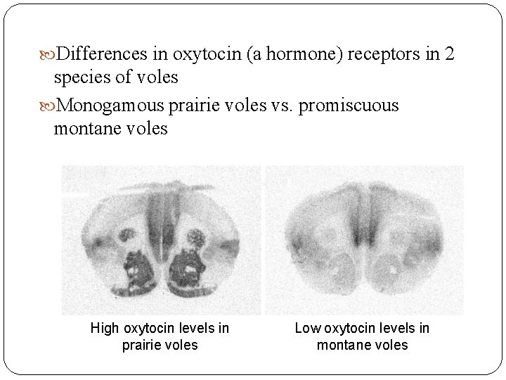  Differences in oxytocin (a hormone) receptors in 2 species of voles Monogamous prairie
