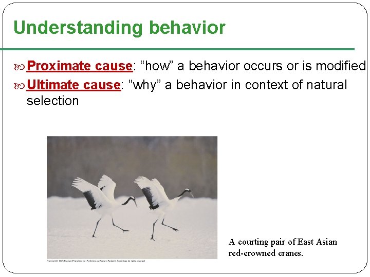 Understanding behavior Proximate cause: “how” a behavior occurs or is modified Ultimate cause: “why”