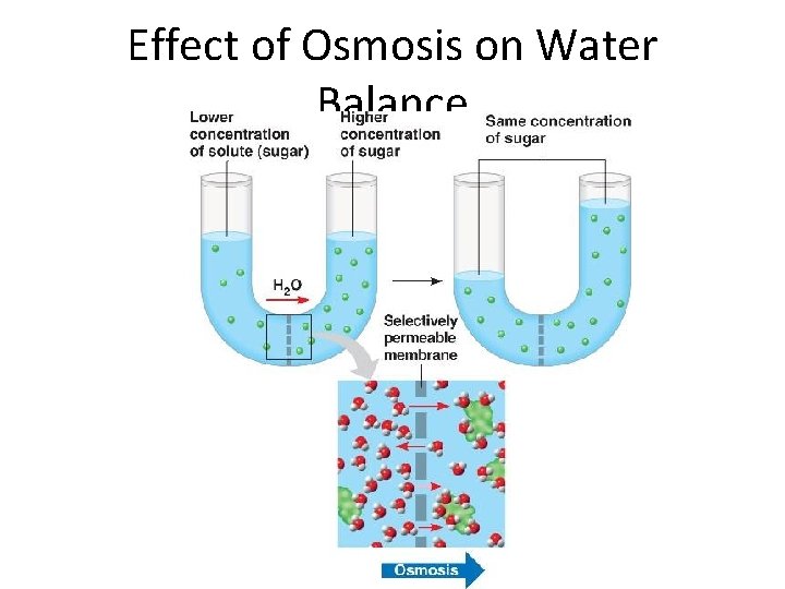 Effect of Osmosis on Water Balance 