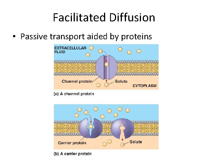 Facilitated Diffusion • Passive transport aided by proteins 