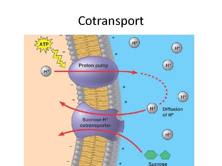 Cotransport 