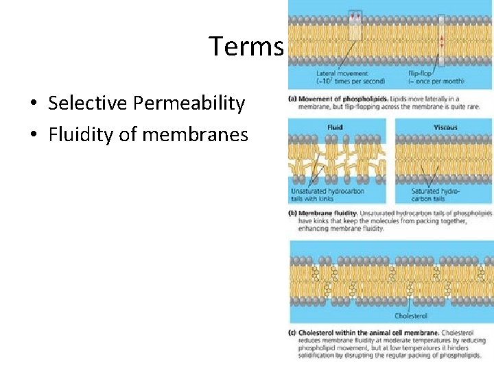 Terms • Selective Permeability • Fluidity of membranes 
