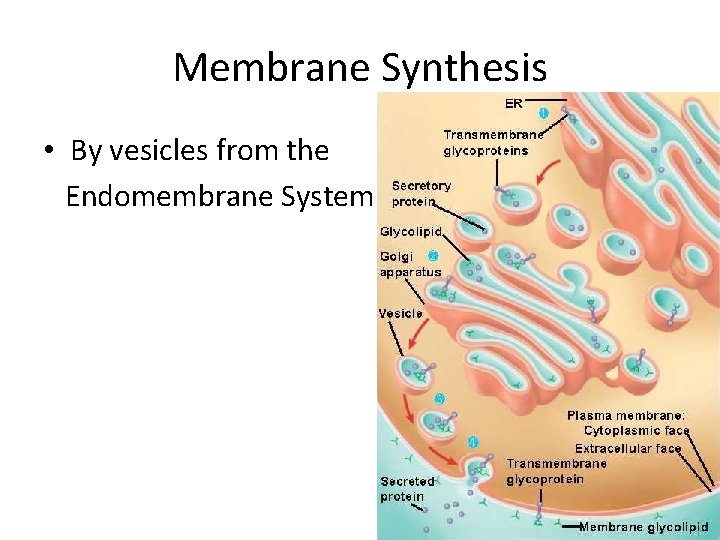 Membrane Synthesis • By vesicles from the Endomembrane System 