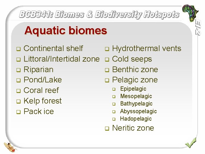 Aquatic biomes q q q q Continental shelf Littoral/Intertidal zone Riparian Pond/Lake Coral reef