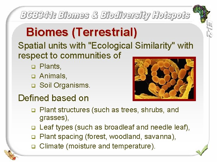 Biomes (Terrestrial) Spatial units with "Ecological Similarity" with respect to communities of q q