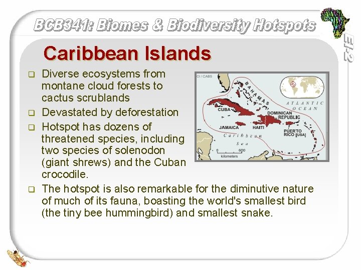 Caribbean Islands q q Diverse ecosystems from montane cloud forests to cactus scrublands Devastated