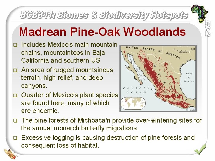 Madrean Pine-Oak Woodlands q q q Includes Mexico's main mountain chains, mountaintops in Baja