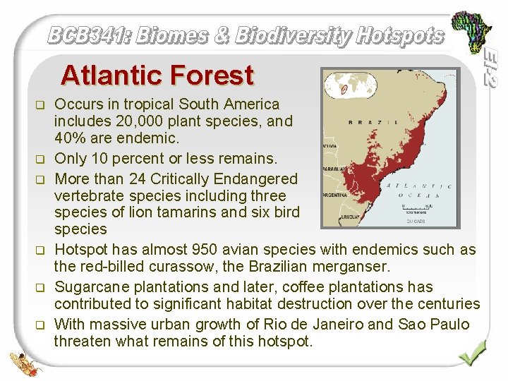 Atlantic Forest q q q Occurs in tropical South America includes 20, 000 plant