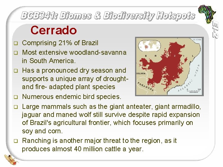 Cerrado q q q Comprising 21% of Brazil Most extensive woodland-savanna in South America.