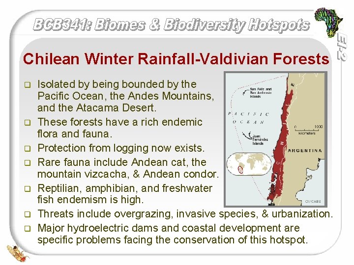 Chilean Winter Rainfall-Valdivian Forests q q q q Isolated by being bounded by the