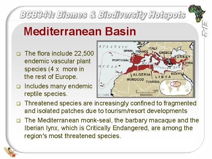 Mediterranean Basin q q The flora include 22, 500 endemic vascular plant species (4