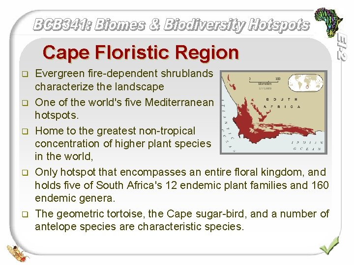 Cape Floristic Region q q q Evergreen fire-dependent shrublands characterize the landscape One of