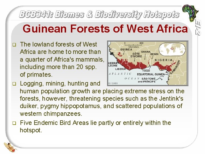 Guinean Forests of West Africa q q q The lowland forests of West Africa