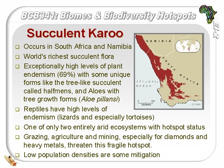 Succulent Karoo q q q q Occurs in South Africa and Namibia World's richest