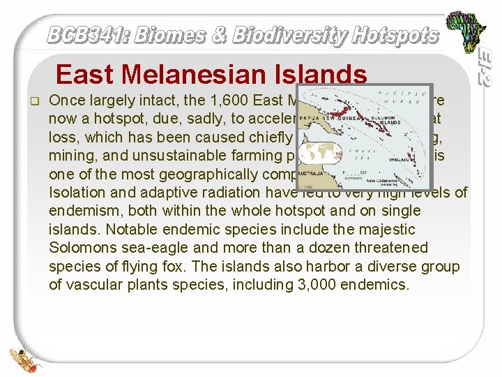 East Melanesian Islands q Once largely intact, the 1, 600 East Melanesian Islands are