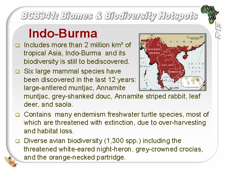 Indo-Burma q q Includes more than 2 million km² of tropical Asia, Indo-Burma and