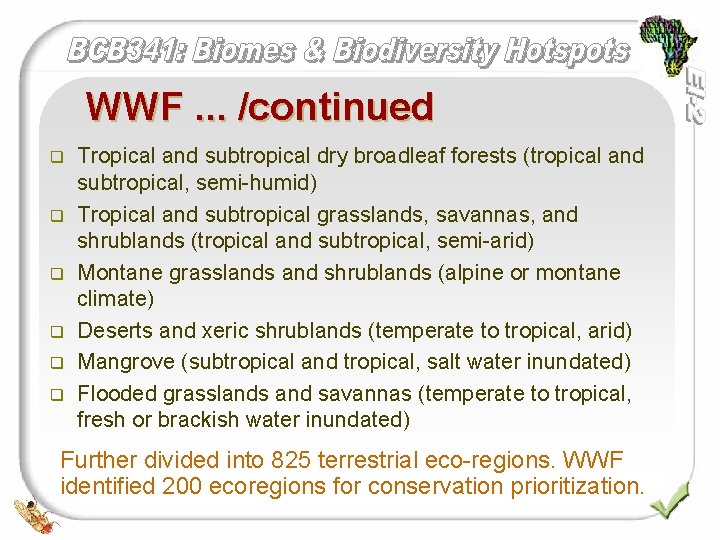 WWF. . . /continued q q q Tropical and subtropical dry broadleaf forests (tropical