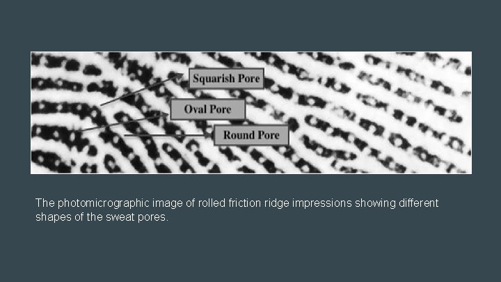 The photomicrographic image of rolled friction ridge impressions showing different shapes of the sweat