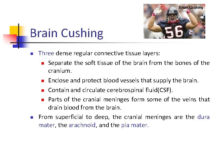 Brian Cushing Brain Cushing n n Three dense regular connective tissue layers: n Separate