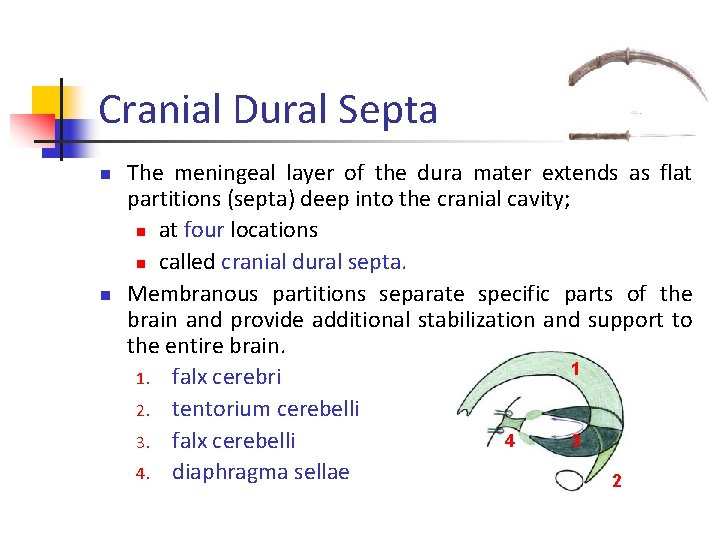 Cranial Dural Septa n n The meningeal layer of the dura mater extends as