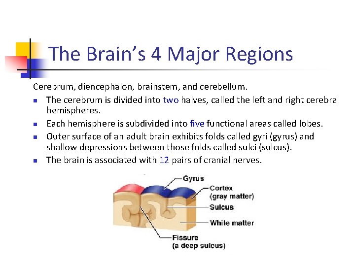 The Brain’s 4 Major Regions Cerebrum, diencephalon, brainstem, and cerebellum. n The cerebrum is