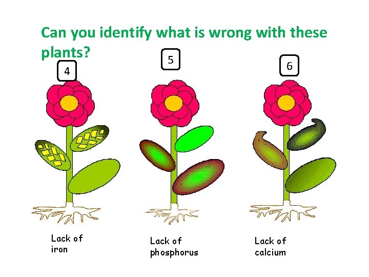 Can you identify what is wrong with these plants? 5 6 4 Lack of