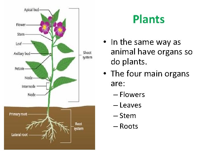 Plants • In the same way as animal have organs so do plants. •