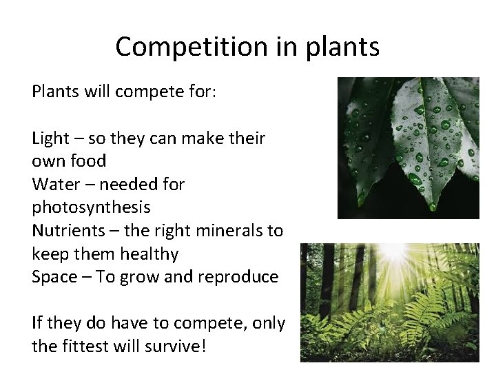 Competition in plants Plants will compete for: Light – so they can make their