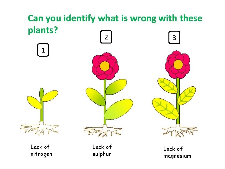 Can you identify what is wrong with these plants? 2 3 1 Lack of