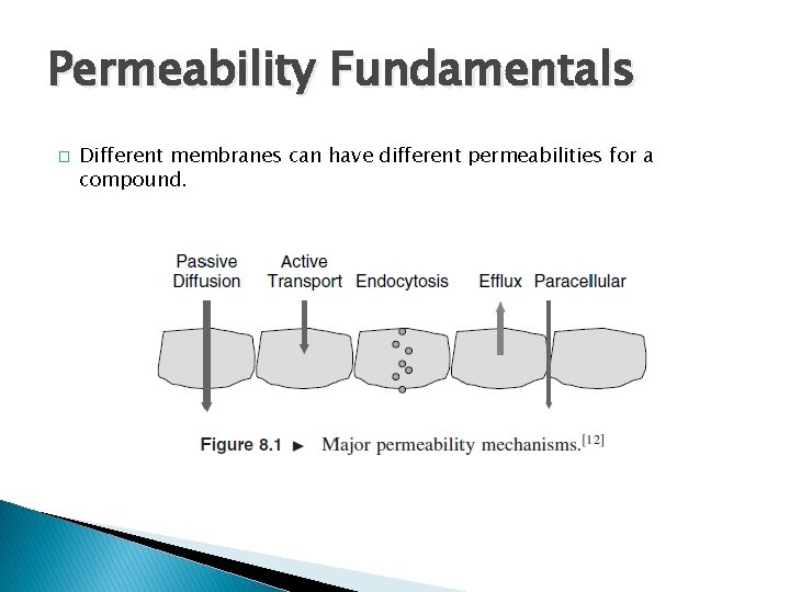Permeability Fundamentals � Different membranes can have different permeabilities for a compound. 