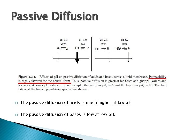 Passive Diffusion � The passive diffusion of acids is much higher at low p.