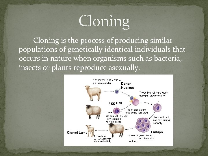 Cloning is the process of producing similar populations of genetically identical individuals that occurs