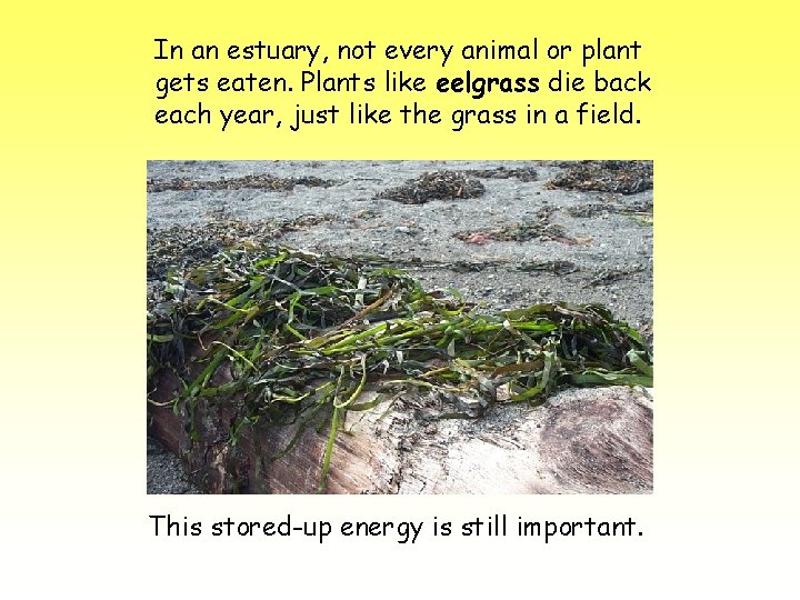 In an estuary, not every animal or plant gets eaten. Plants like eelgrass die