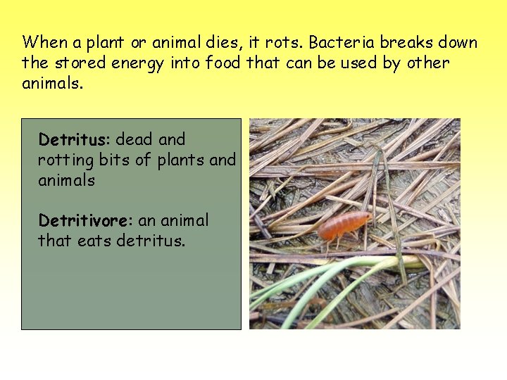 When a plant or animal dies, it rots. Bacteria breaks down the stored energy
