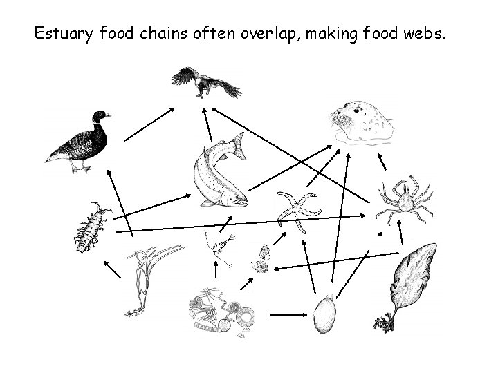 Estuary food chains often overlap, making food webs. 