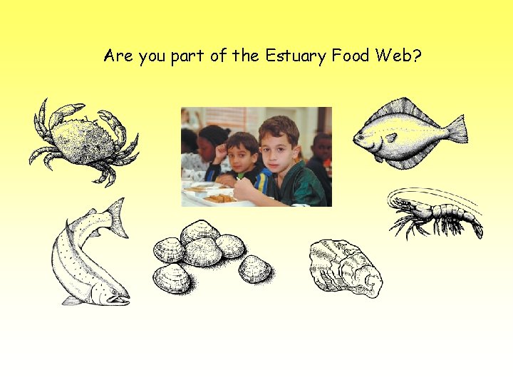 Are you part of the Estuary Food Web? 
