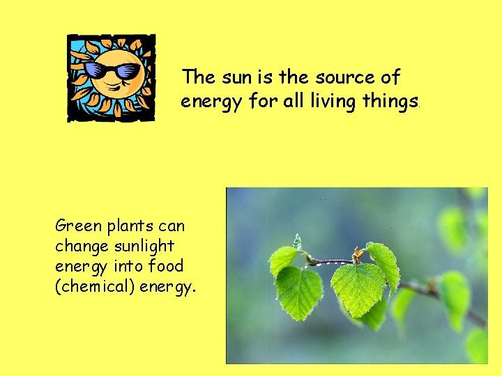 The sun is the source of energy for all living things. Green plants can
