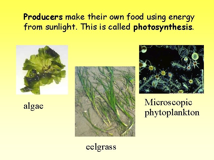 Producers make their own food using energy from sunlight. This is called photosynthesis. Microscopic