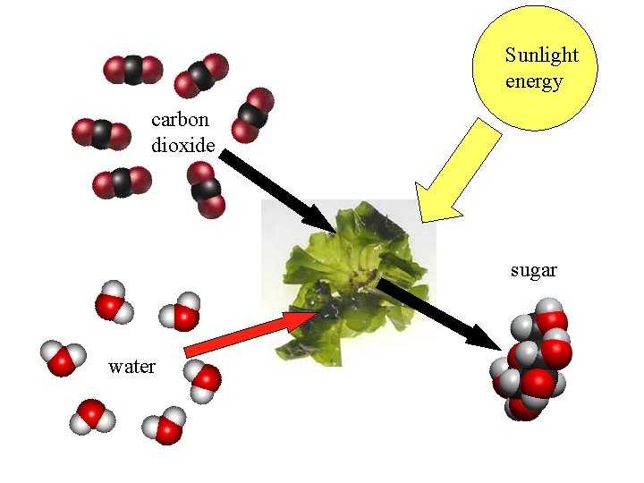 Sunlight energy carbon dioxide sugar water 