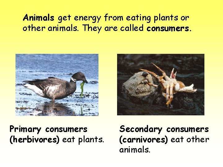 Food  of the Estuary How do plants