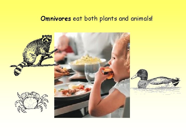 Food  of the Estuary How do plants