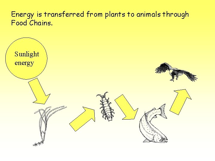 Energy is transferred from plants to animals through Food Chains. Sunlight energy 