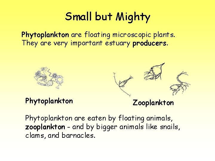 Small but Mighty Phytoplankton are floating microscopic plants. They are very important estuary producers.