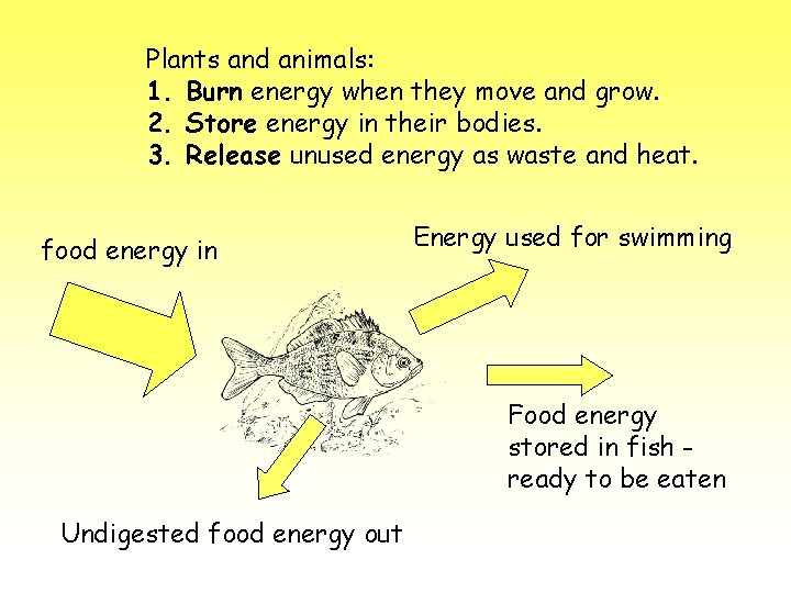 Plants and animals: 1. Burn energy when they move and grow. 2. Store energy