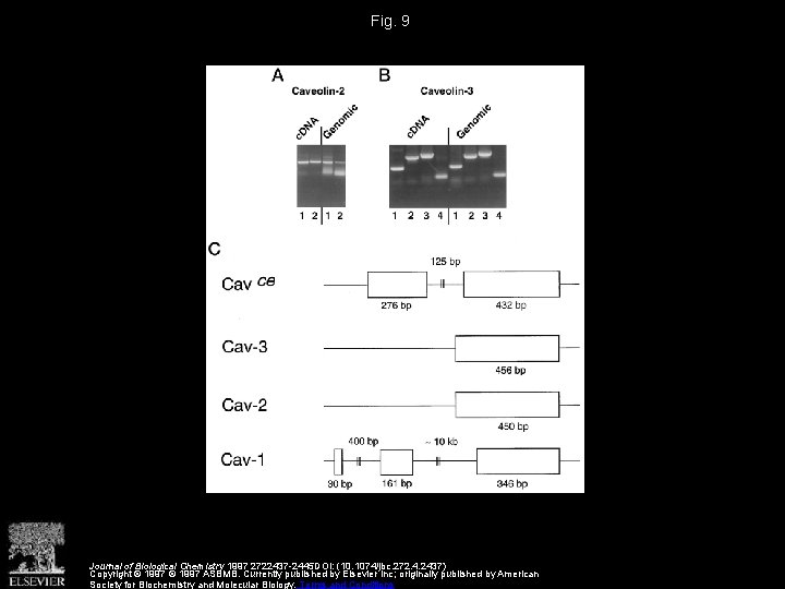 Fig. 9 Journal of Biological Chemistry 1997 2722437 -2445 DOI: (10. 1074/jbc. 272. 4.