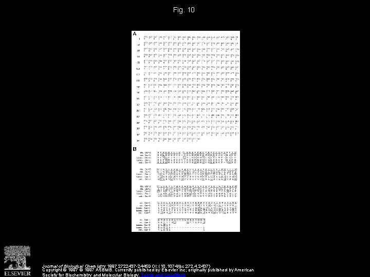 Fig. 10 Journal of Biological Chemistry 1997 2722437 -2445 DOI: (10. 1074/jbc. 272. 4.