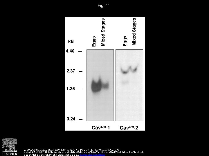 Fig. 11 Journal of Biological Chemistry 1997 2722437 -2445 DOI: (10. 1074/jbc. 272. 4.