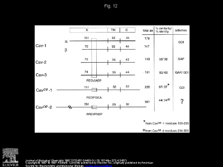 Fig. 12 Journal of Biological Chemistry 1997 2722437 -2445 DOI: (10. 1074/jbc. 272. 4.