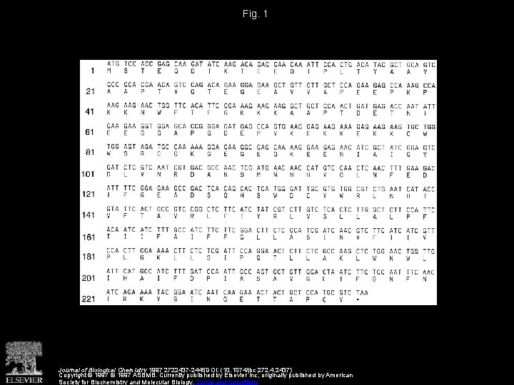 Fig. 1 Journal of Biological Chemistry 1997 2722437 -2445 DOI: (10. 1074/jbc. 272. 4.