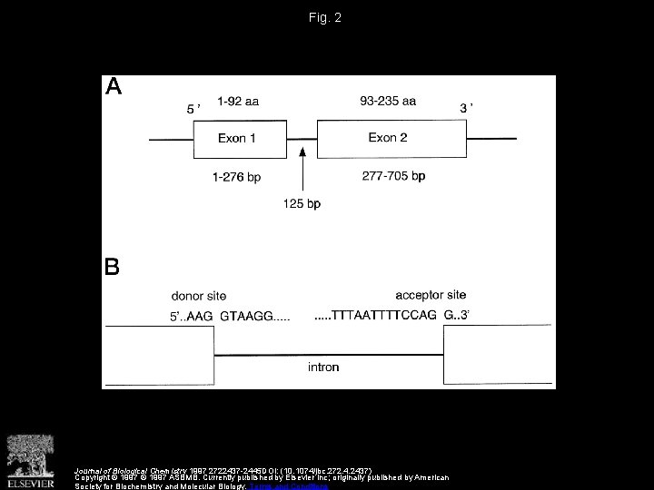 Fig. 2 Journal of Biological Chemistry 1997 2722437 -2445 DOI: (10. 1074/jbc. 272. 4.